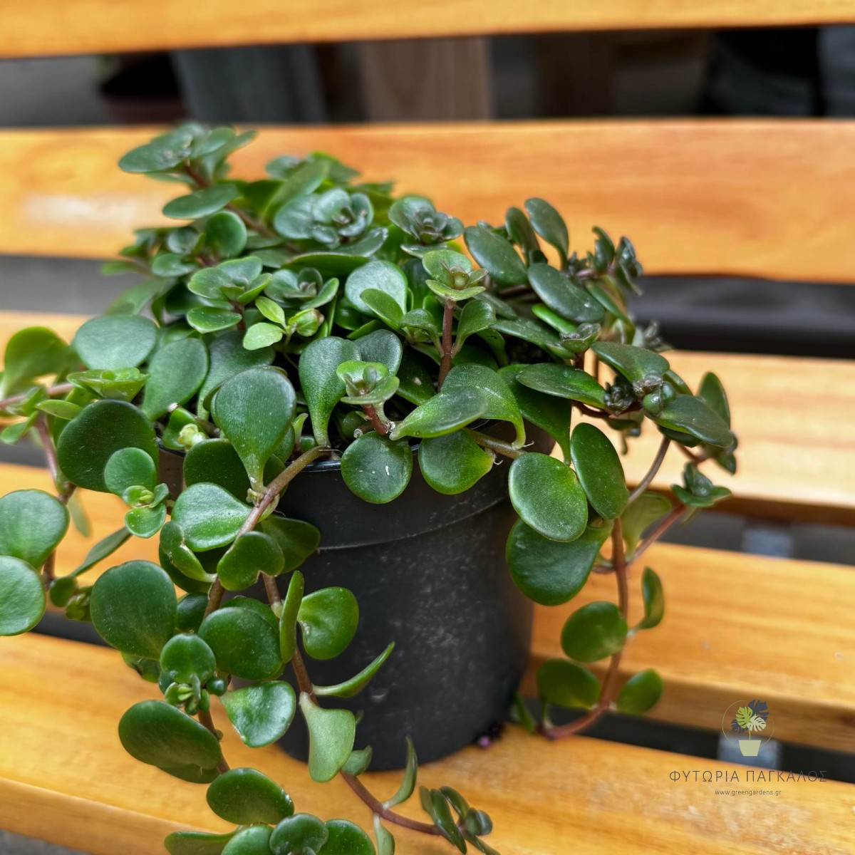 Sedum ‘Tornado’ | Ανθεκτικό Παχύφυτο για Γλάστρα & Βραχόκηπο - 2